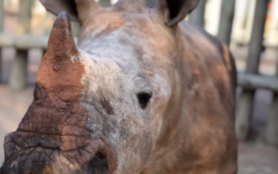 Race4Rhino Raises Another R65K for Orphaned Rhinos