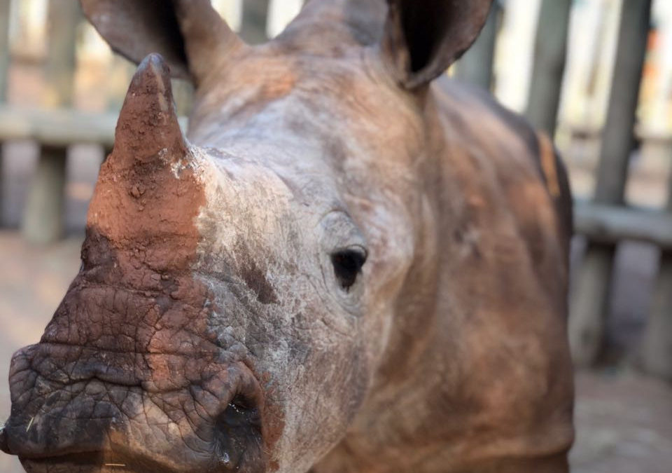 Race4Rhino Raises Another R65K for Orphaned Rhinos