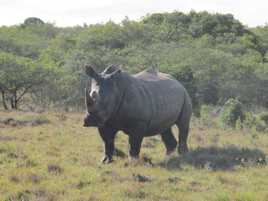 Isipho - Chipembere Rhino Foundation