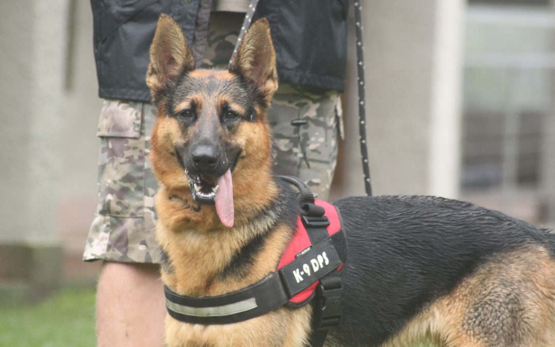 K9 Sammy Retires After 6 Years on the Poaching Frontline